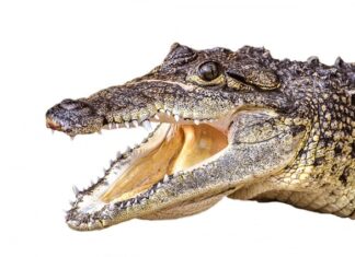 Jak człowiek mógł przeżyć 10 dni bez snu? Jak człowiek mógł przeżyć 10 dni bez snu?