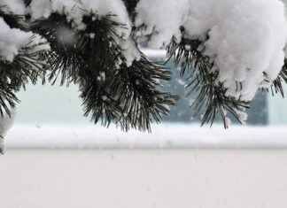 Od kogo w borze choć sto igieł? Od kogo w borze choć sto igieł?
